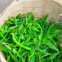 竹葉青茶葉飲品